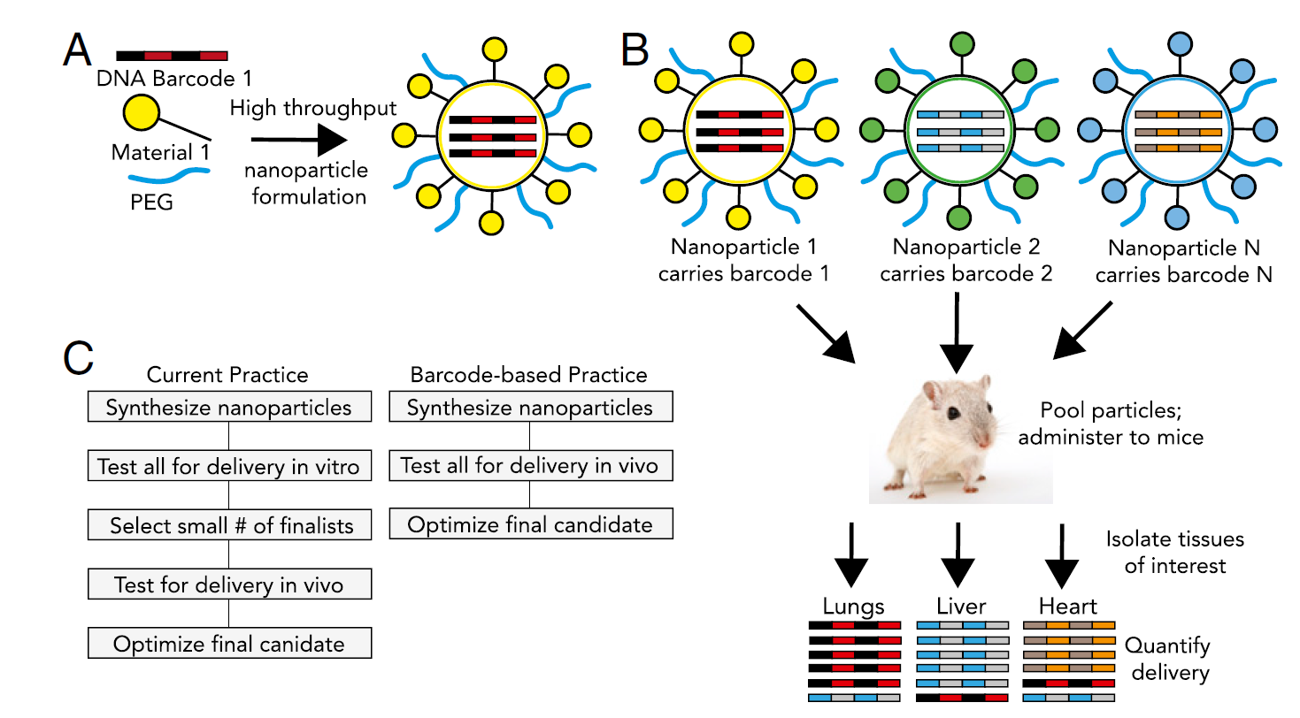 Barcoded nanoparticles (NPs) development for high-throughput in vivo analysis