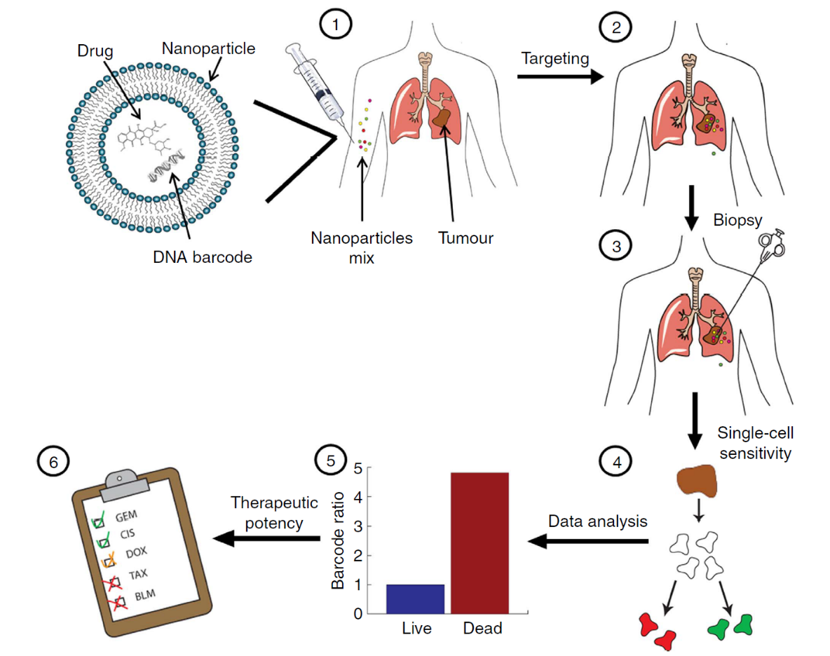 Barcoded nanoparticles (NPs) development for high-throughput in vivo analysis-1