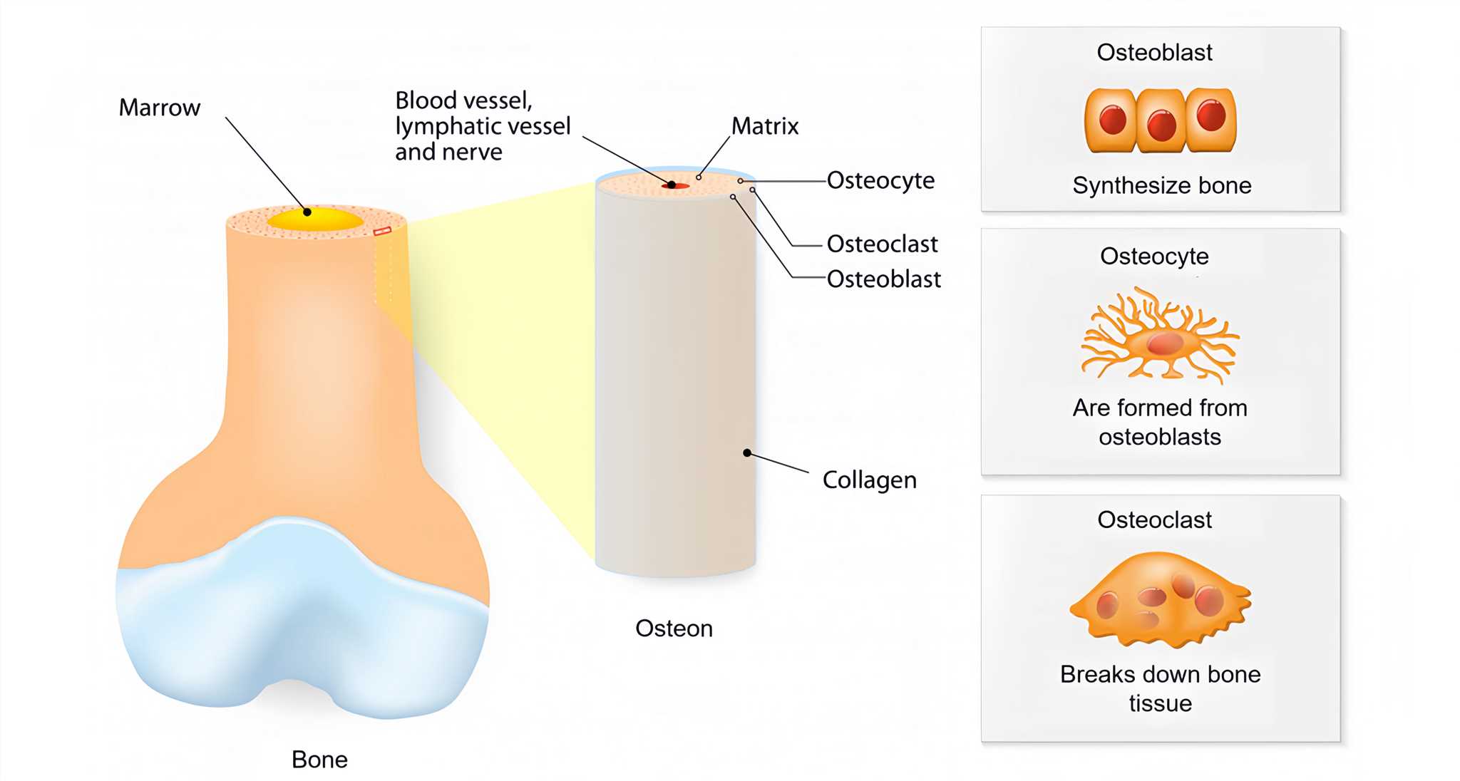 Internal structure of a bone