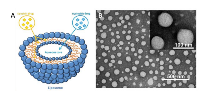 Conventional Liposomes Production