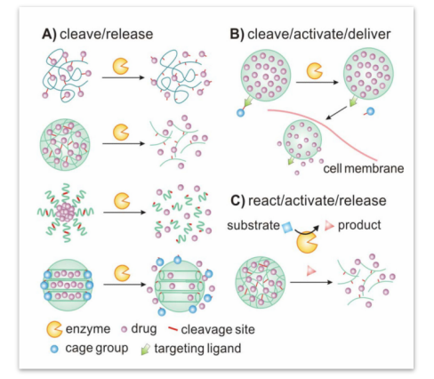 Enzyme-Responsive Controlled-Release Nanocarriers