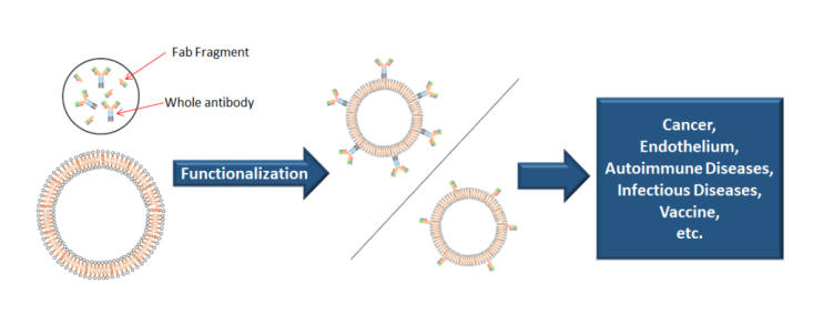 Immunoliposomes (Ligand-Targeted Liposomes) Production