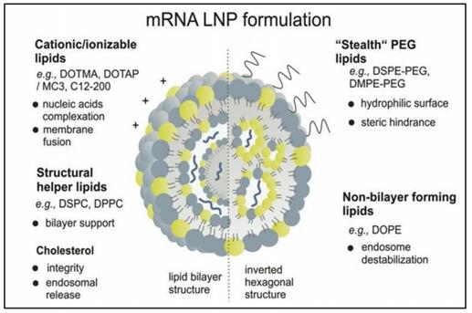 Schematic representation of mRNA lipid nanoparticles