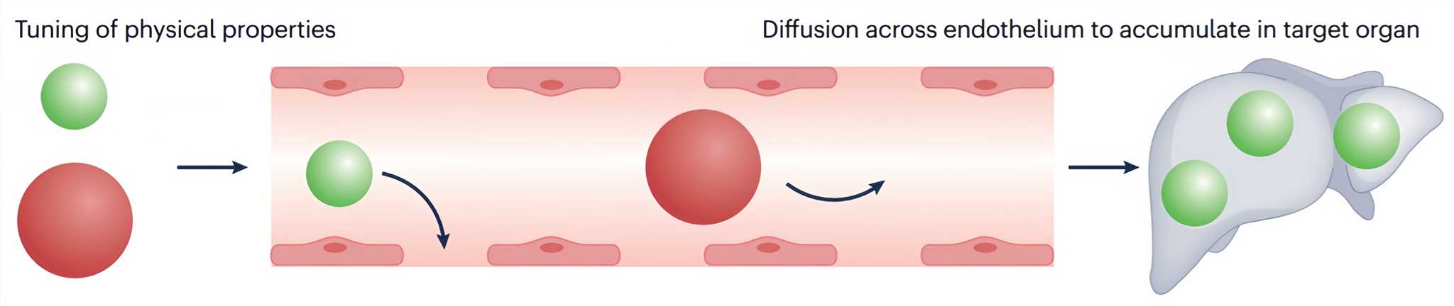 Mechanisms of passive targeting