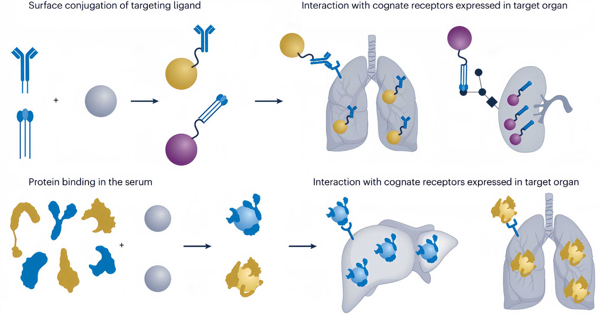 Mechanisms of active targeting