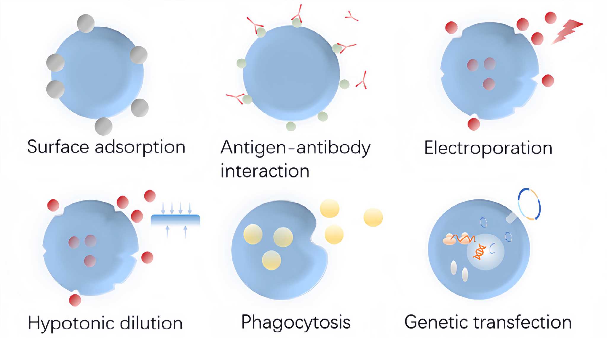 Methods of Drug Loading