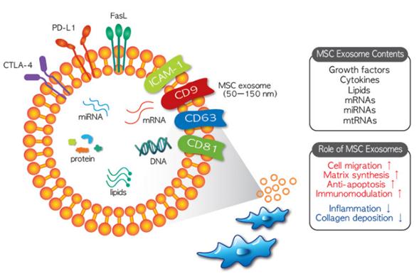 Composition and therapeutic function of MSC (mesenchymal stem cells) exosomes