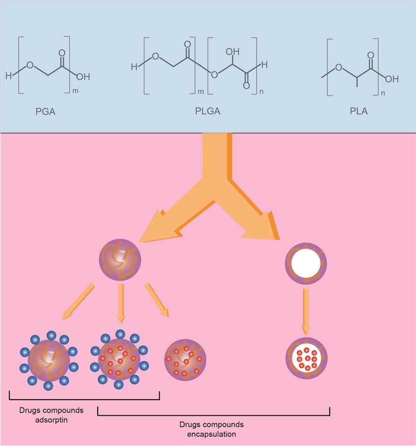 Model diagram of drug nanocarriers composed of PLA, PLGA or PGA.