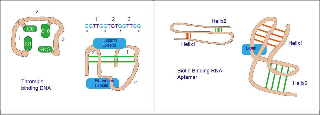 Schema diagram of Aptamer