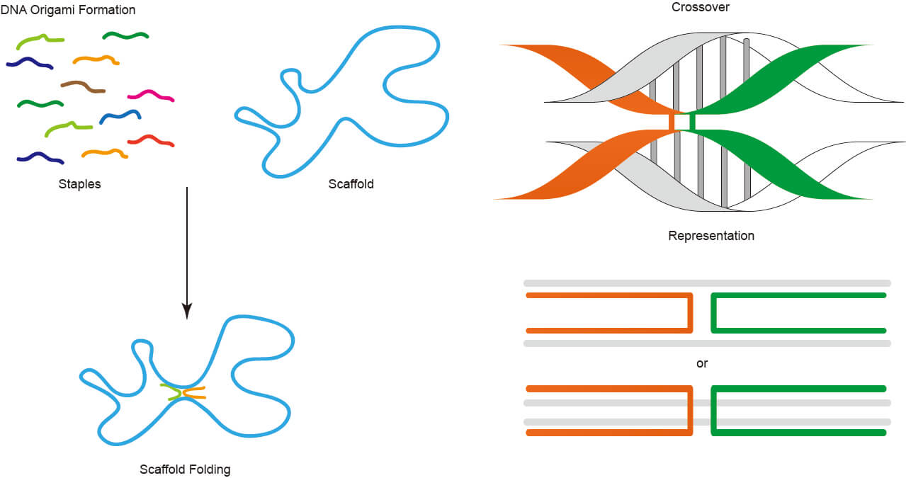 Schematic diagram of DNA origami formation