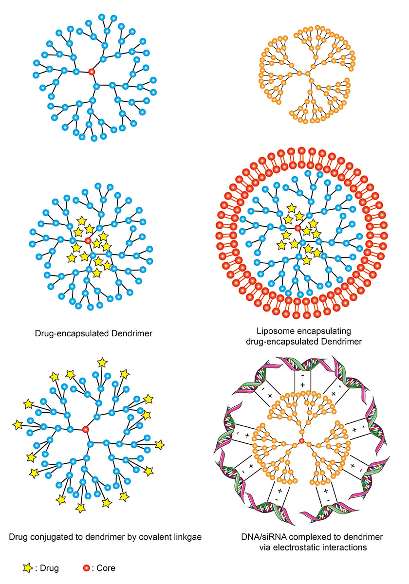 The structure of drug-encapsulated dendrimers.