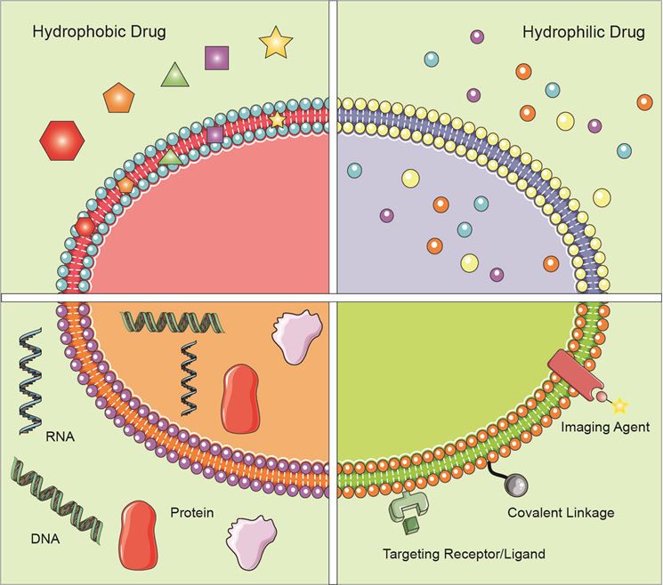 Application of exosomes in the field of drug delivery.