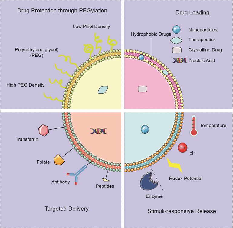 Application of liposomes in the field of drug delivery