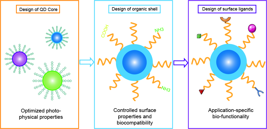 Quantum dot drug delivery system