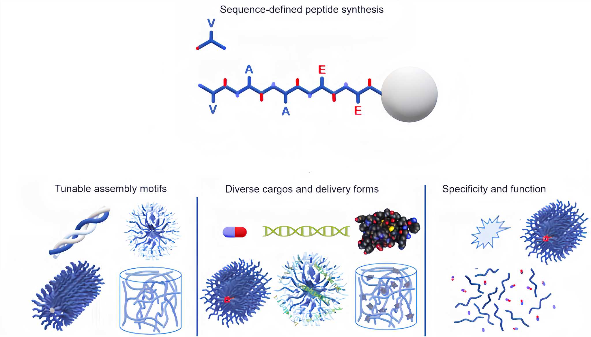 Sequence-Defined Peptides Yield Assemblies for Use as Carriers