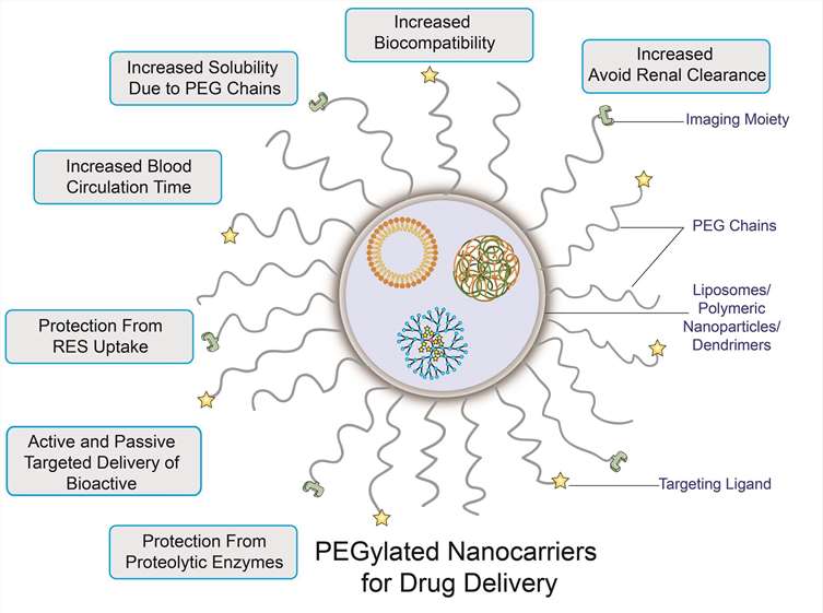 The role of PEGylated ligands.