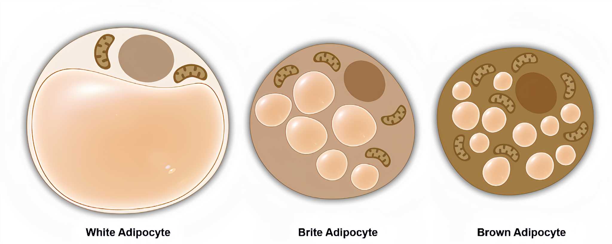 Schematics of the three distinct types of adipocytes