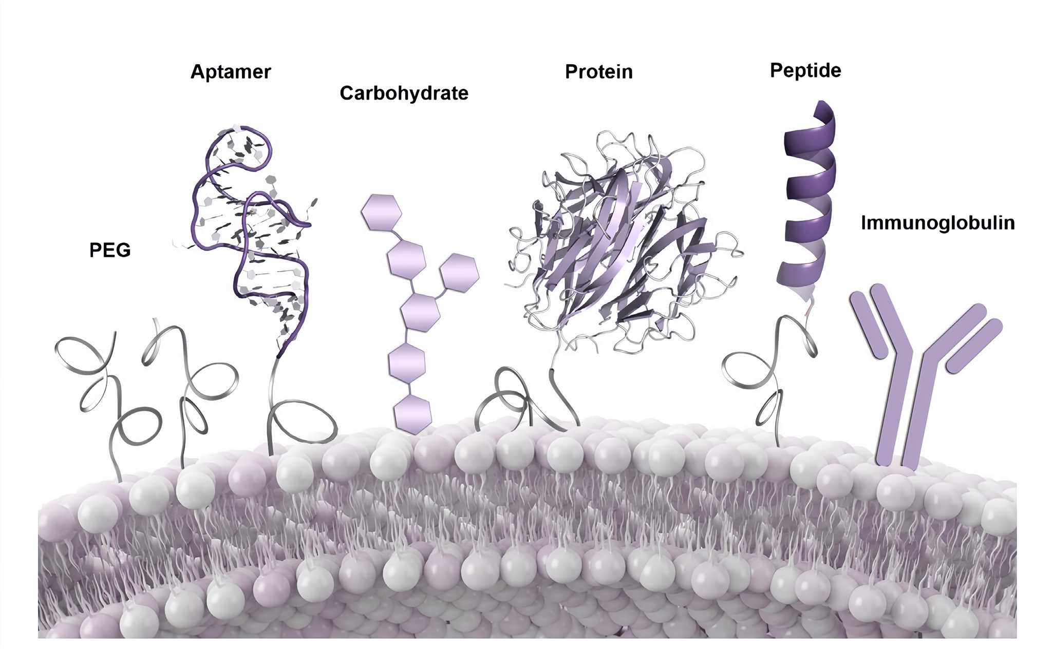 Common targeting strategies for nanoparticles