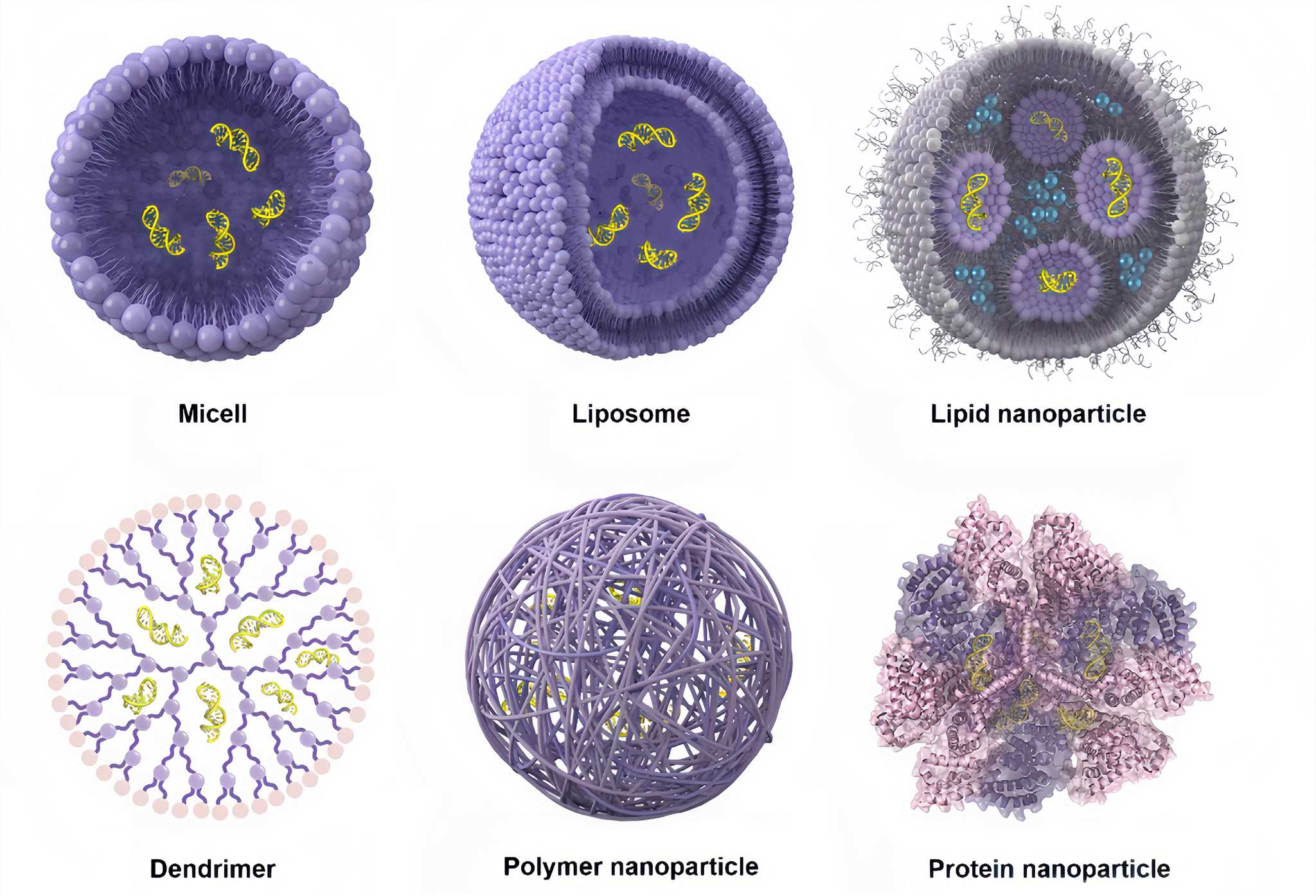 Nanoparticle vector platforms for interested drug or gene delivery