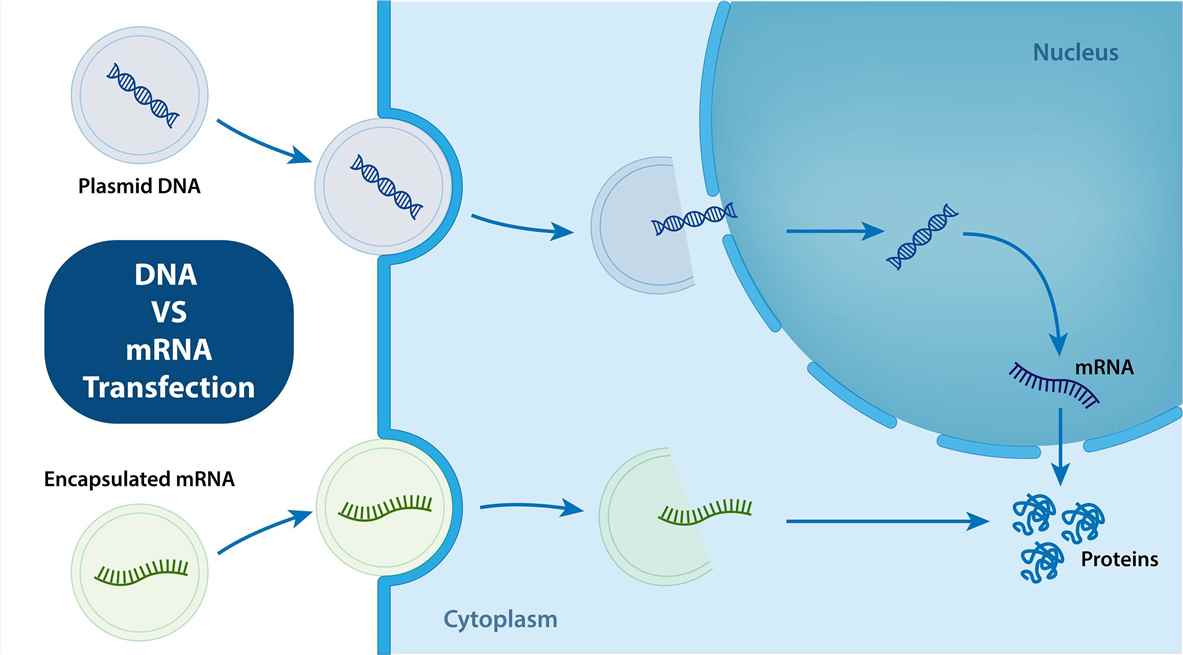 assay-kits-transfection-tools-1