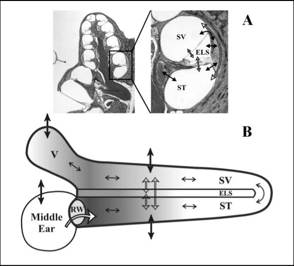 Principles of substance distribution in the inner ear.