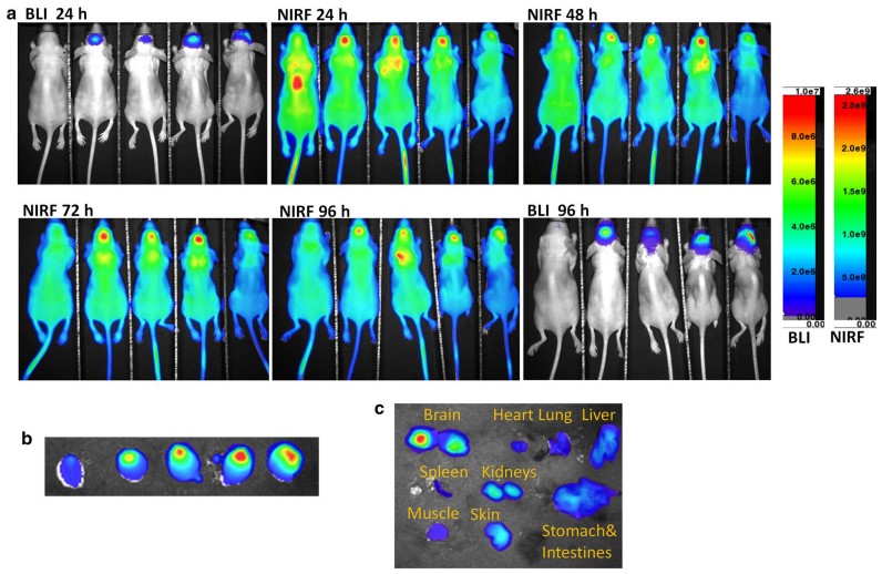 Fluorescence imaging of phospholipid nanoparticles labeled with IR780 dye.