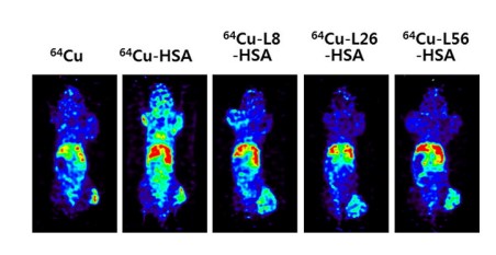 Fluorescence imaging of albumin nanoparticles labeled with 64Cu in vivo in mice.