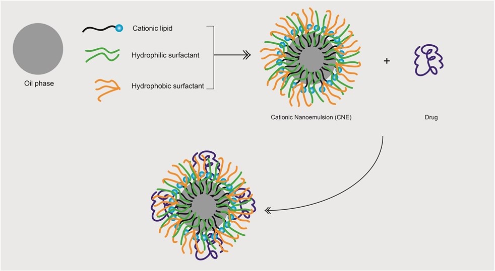 Figure 2. Cationic nanoemulsions drug loading process.