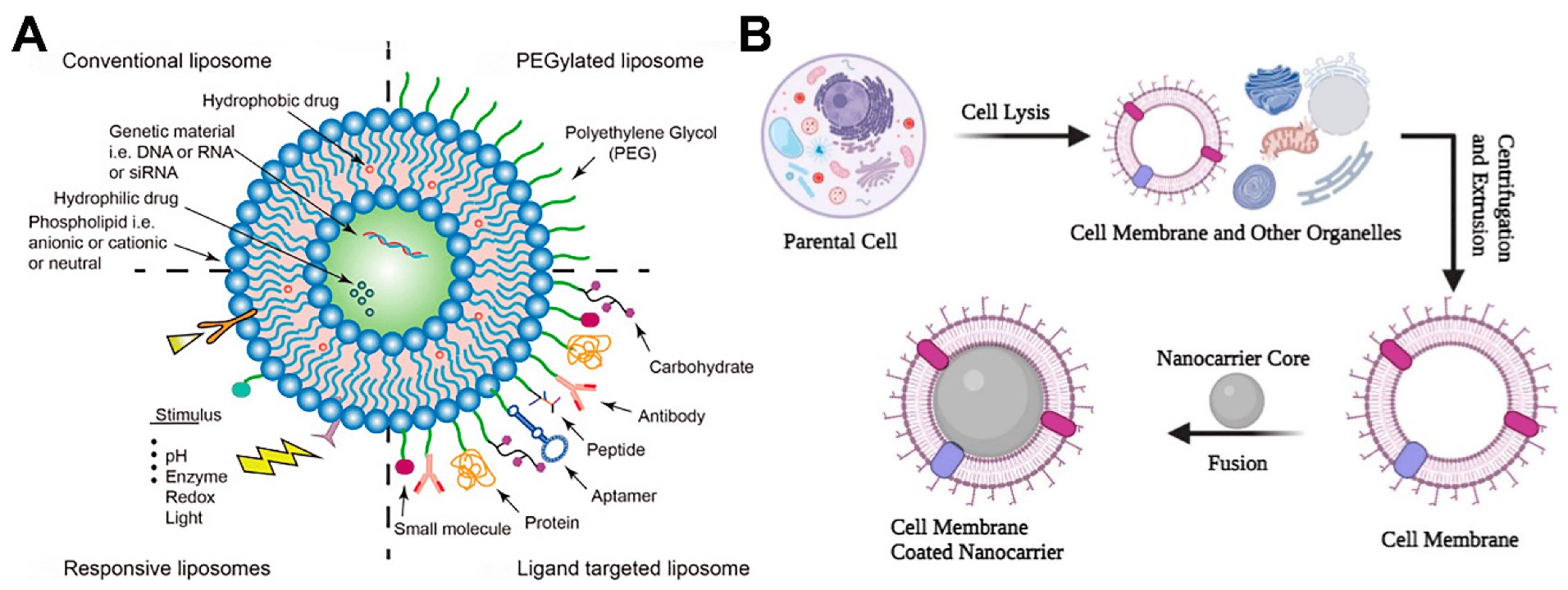 Figure 1. Schematic representation of functionalized liposomes. (Wang S, et al.; 2023)