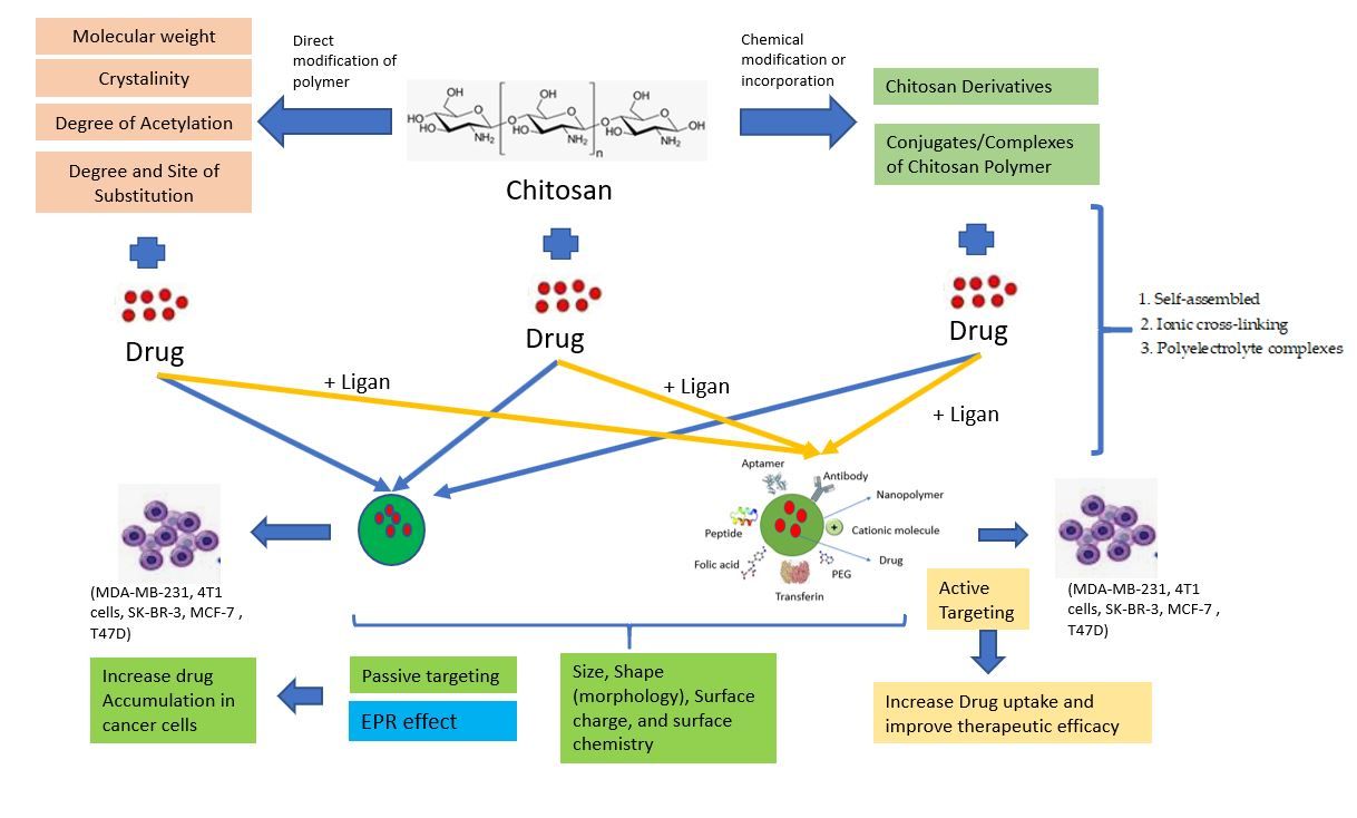 Figure 1. Chitosan-based nanoparticle targeted drug delivery system. (Herdiana Y, 2021)