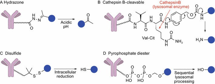 Figure 1. Cleavable linkers. (Tsuchikama K, et al.; 2018)