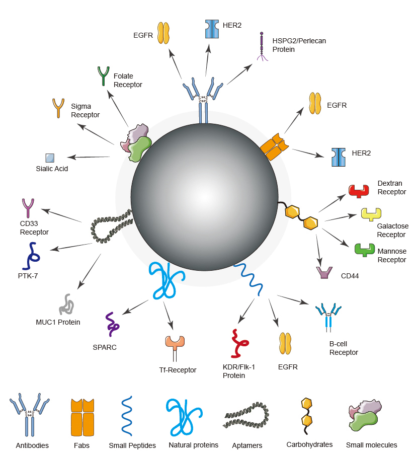 Strategies for targeted delivery of nanoparticles