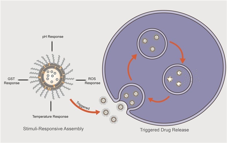 Figure 1. Illustration of drug release from environmentally responsive copolymers.