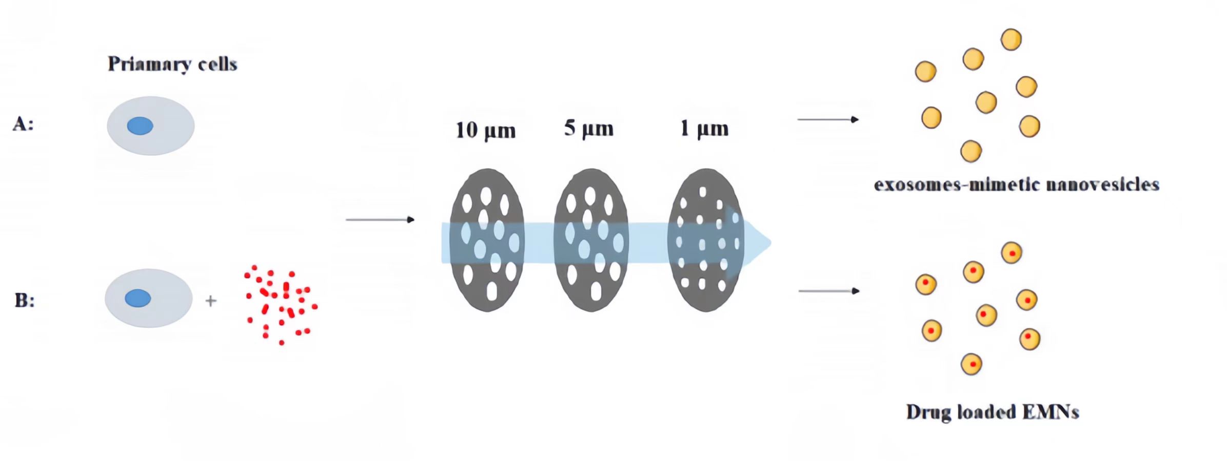 The process of EMNs production(A) and drug load(B).