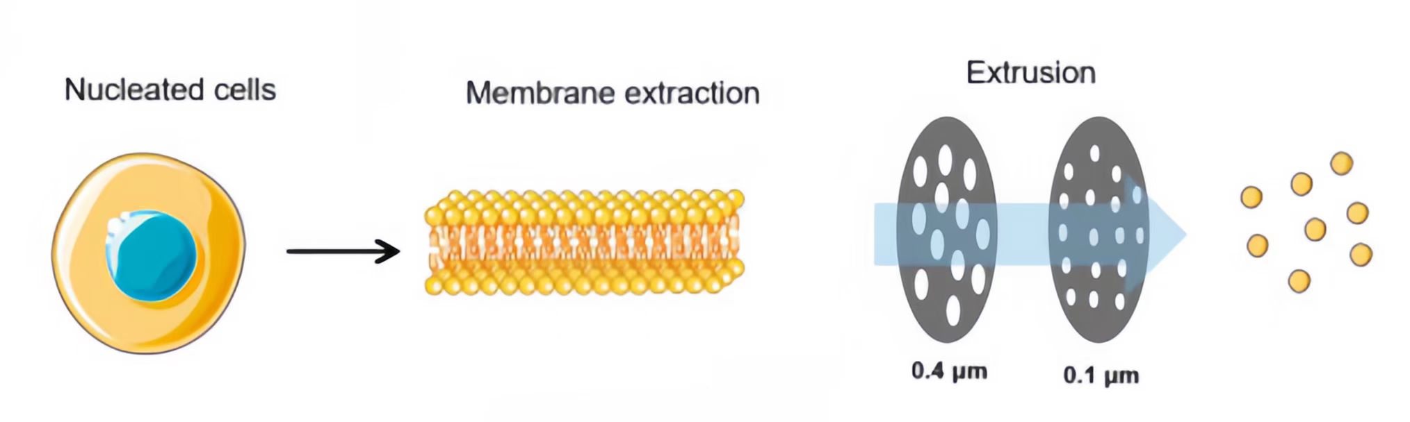 Membrane extraction - extrusion methods