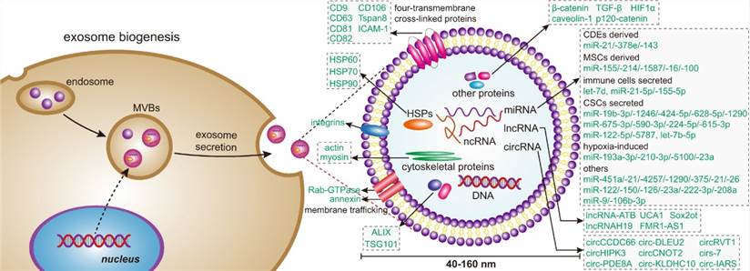 Exosome biogenesis and its contents. (Jie Dai, et al.2020)