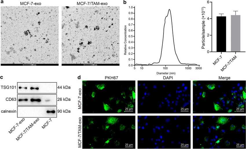 "Exosomes