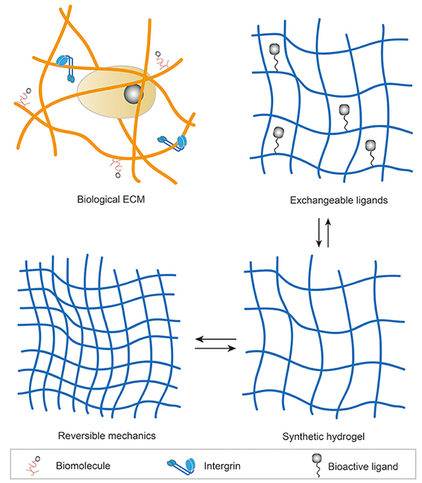 functional-biomatrixes