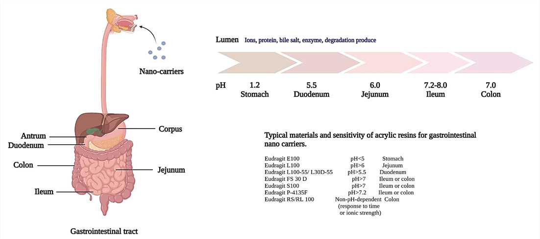 Schematic model of gastrointestinal tract. Each segment has different pH values and epithelial characteristics.