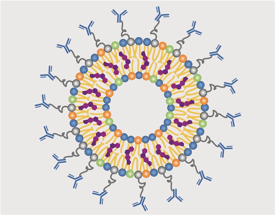 Figure 2. Immunoliposome-ligand-targeted liposome structure diagram.