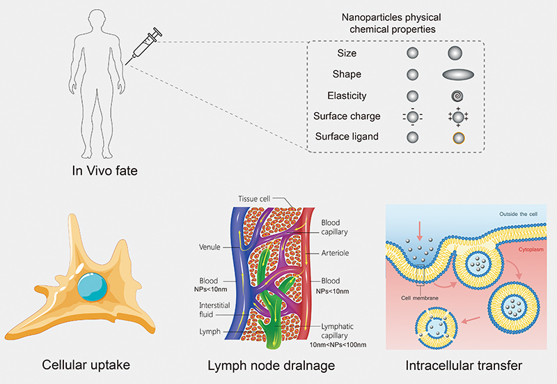 in-vivo-fates-prediction-study