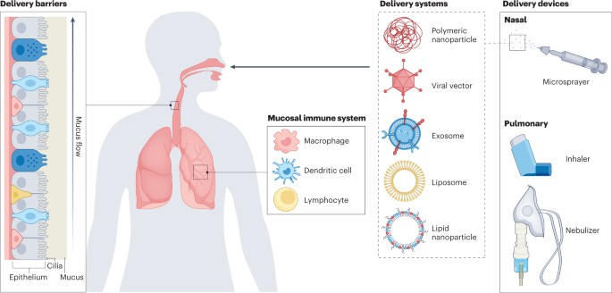 Intranasal and inhaled vaccine delivery