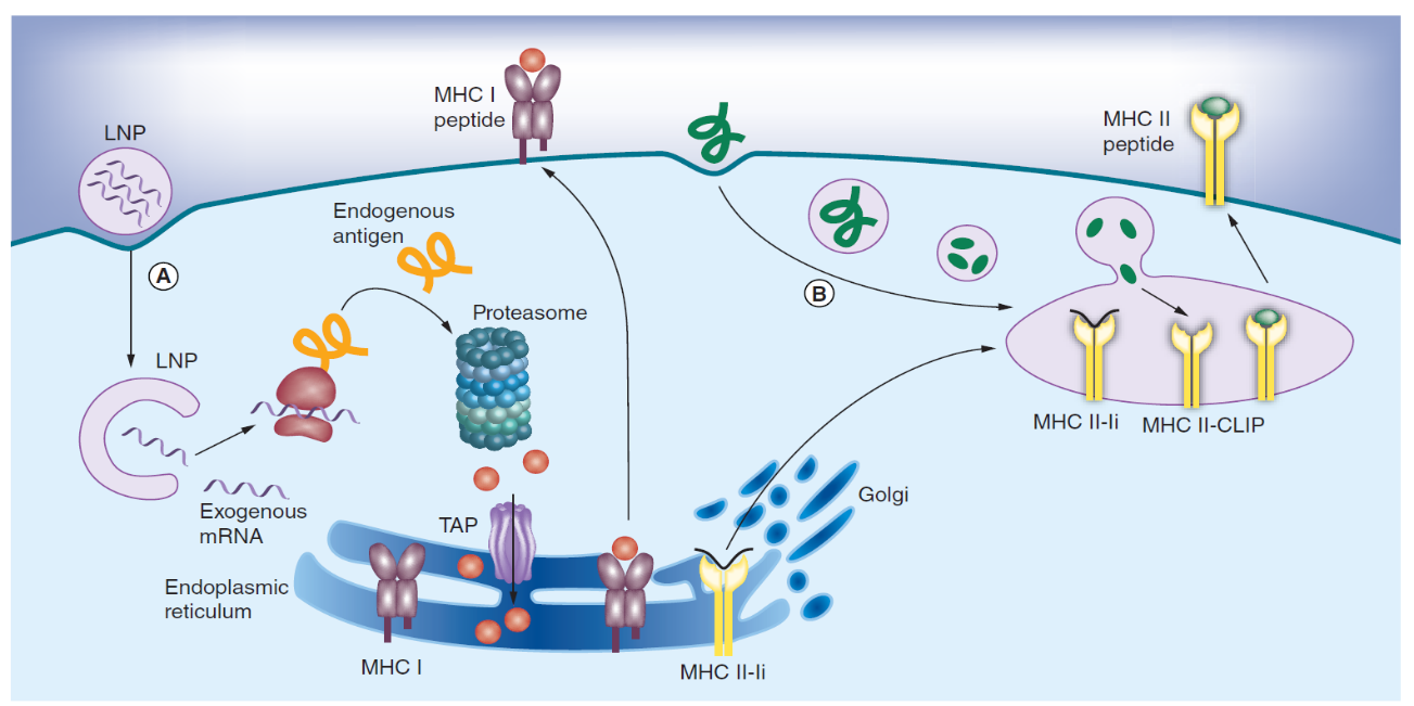 Lipid Nanoparticle Formulation and Development for mRNA Vaccine Delivery-1