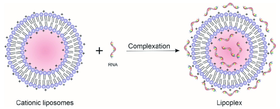 Schematic representation of lipoplex formation.