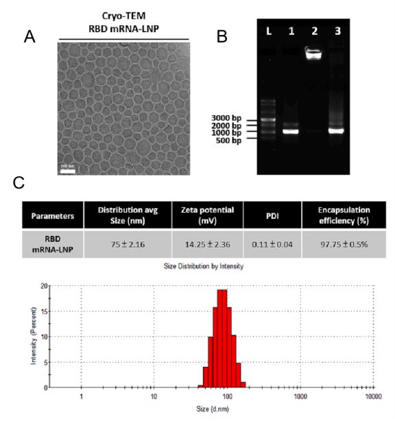 Figure 1. Characterization of mRNA-LNP.