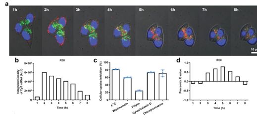 Figure 2. Cellular uptake, intracellular trafficking, and lysosomal escape of LNPs.