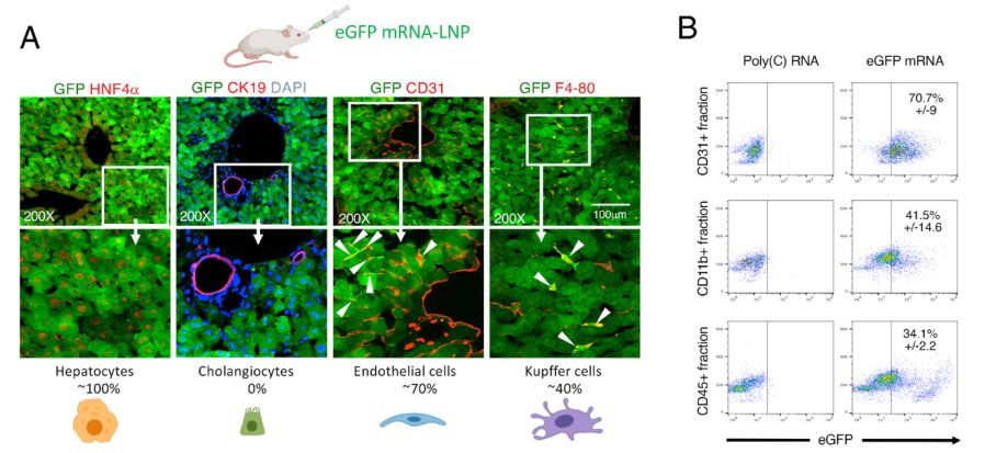 Figure 3. Identification of transfected liver cell types 5 h after IV eGFP mRNA-LNP injection.