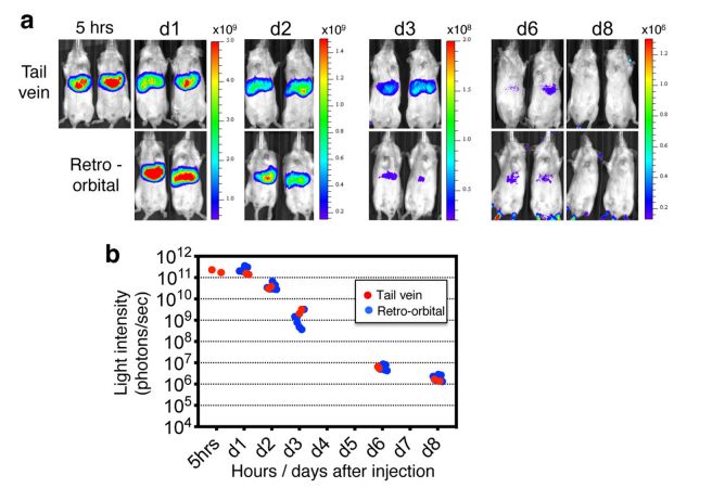 Figure 4. Visualization of the expression by an in vivo imaging system.