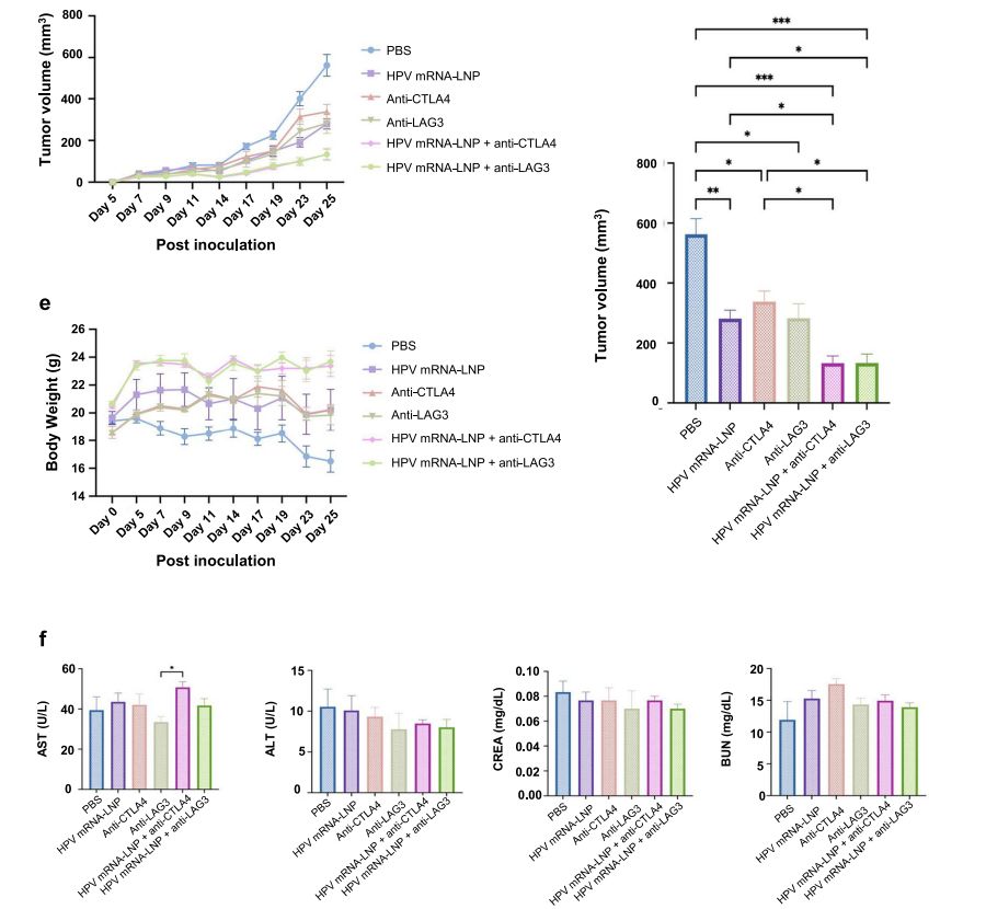 Figure 5. Determination of body weight and tumor volume in mice.