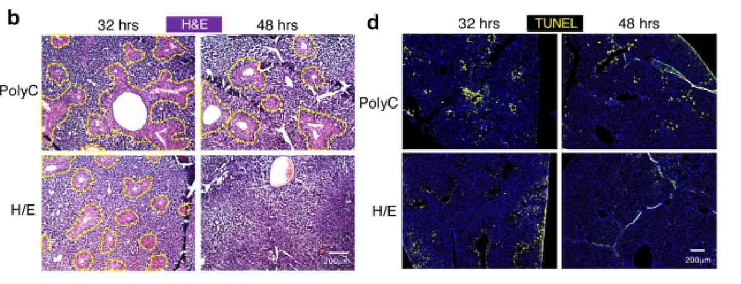 Figure 6. Tissue section staining studies.